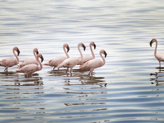 Lake Manyara National Park|Baest Royal Adventures