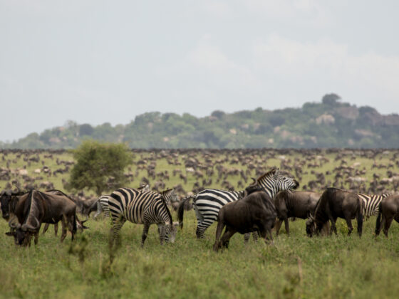 Great Migration of Wildebeests in Serengeti with Baest Royal Adventures