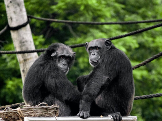 Gombe national Park