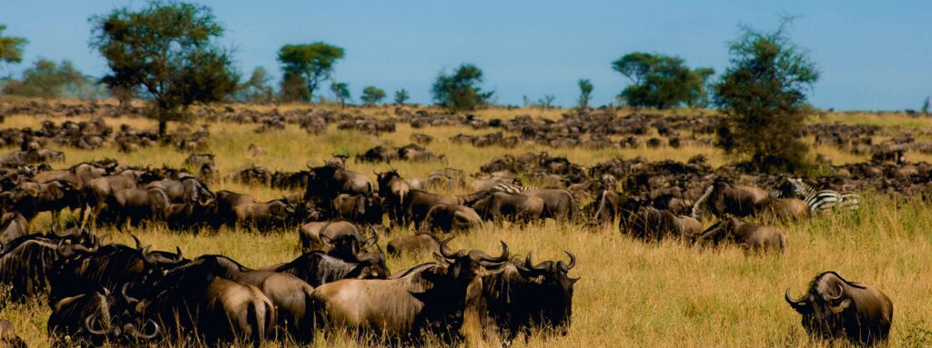 Great Migration of wilderbeests|Serengeti|Tanzania|Baest Royal Adventures