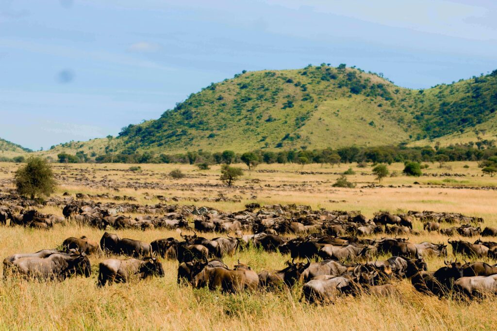 Great Migration of wilderbeests|Serengeti|Tanzania|Baest Royal Adventures