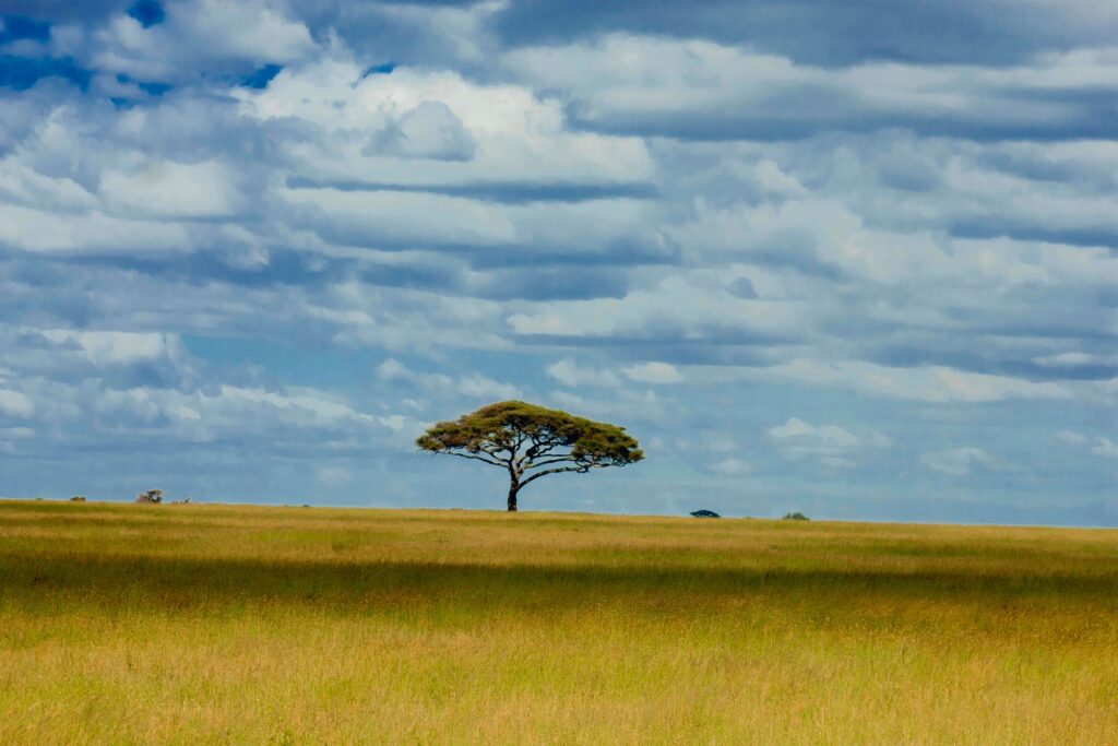 Serengeti National Park|Baest Royal Adventures|Tanzania