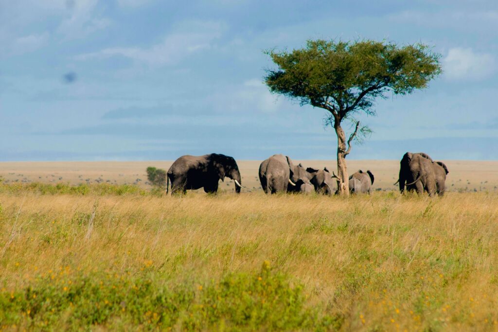 Serengeti National Park|Baest Royal Adventures|Tanzania