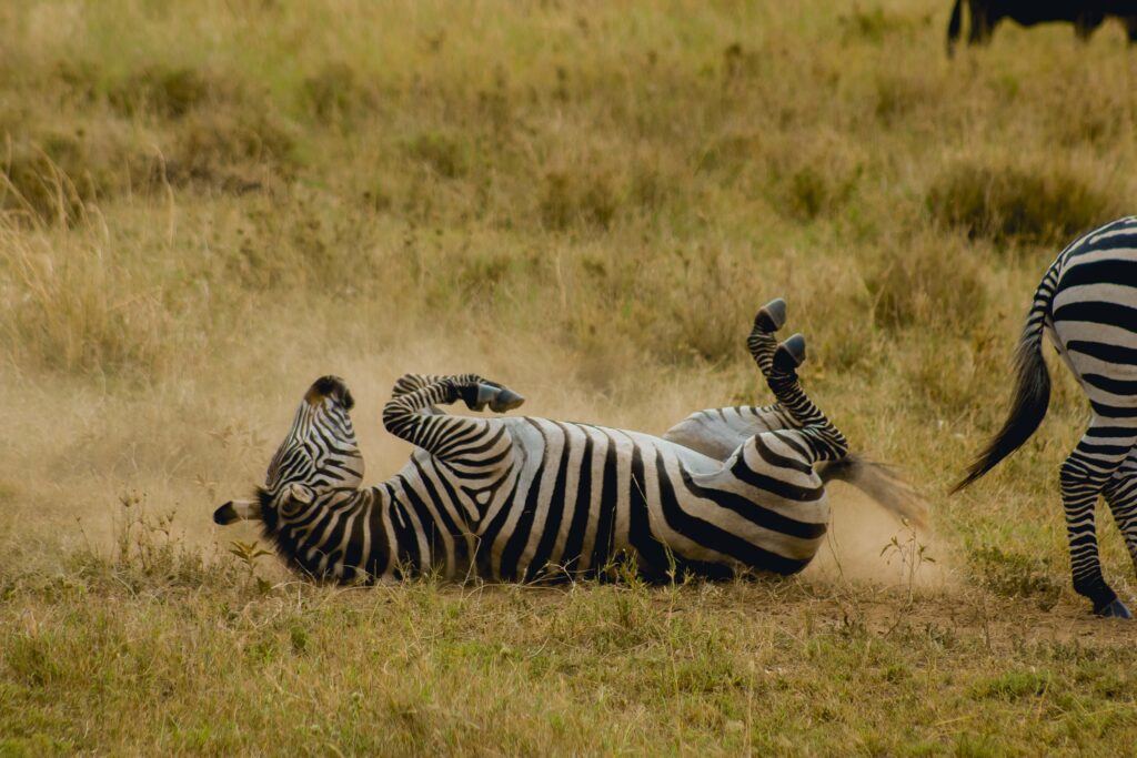 Serengeti National Park|Baest Royal Adventures|Tanzania