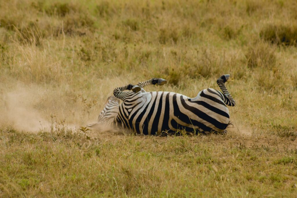 Serengeti National Park|Baest Royal Adventures|Tanzania