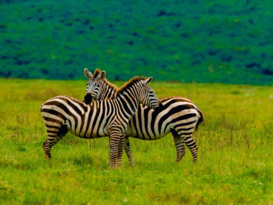 Ngorongoro Crater|Baest Royal Adventures