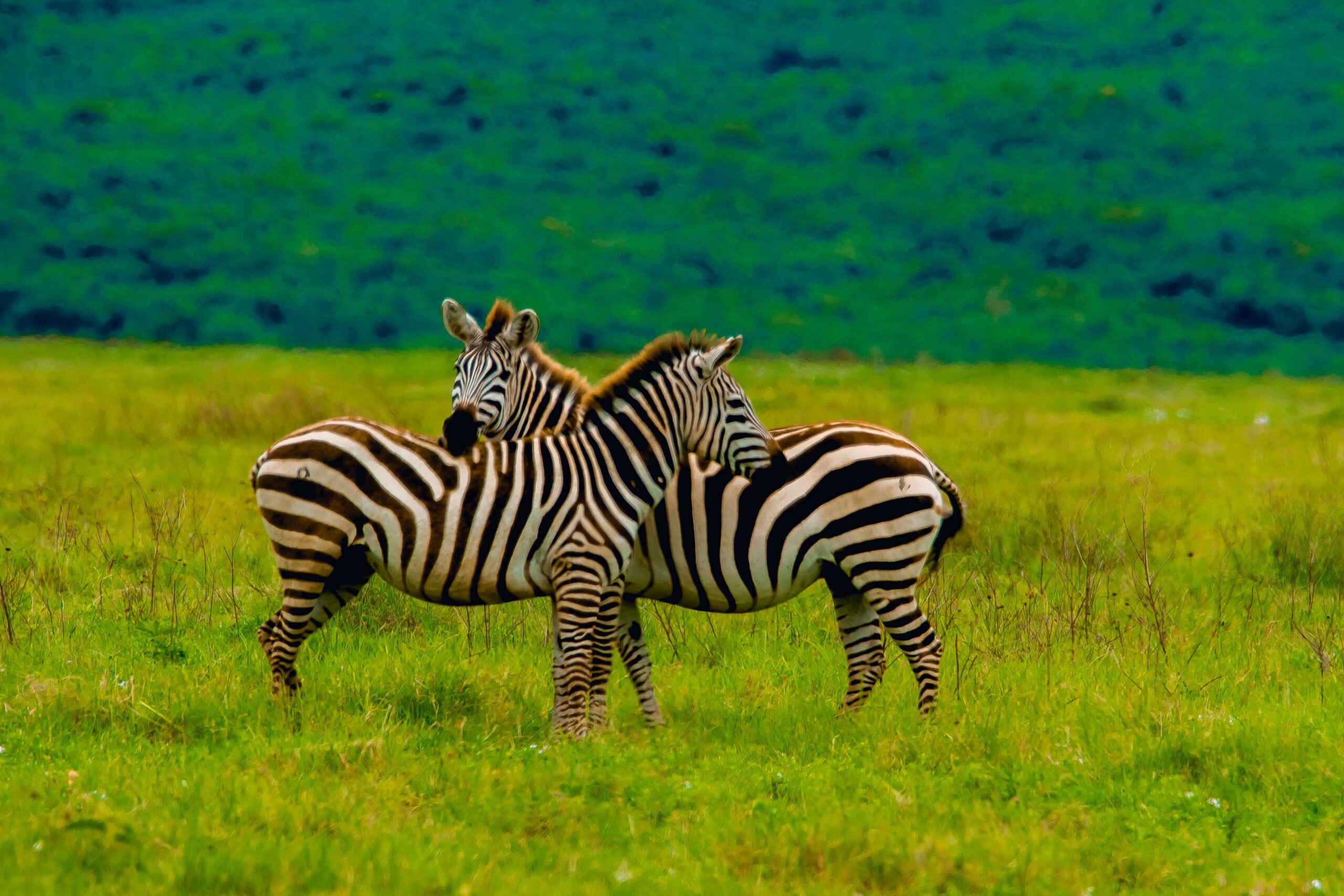 Ngorongoro Crater|Baest Royal Adventures