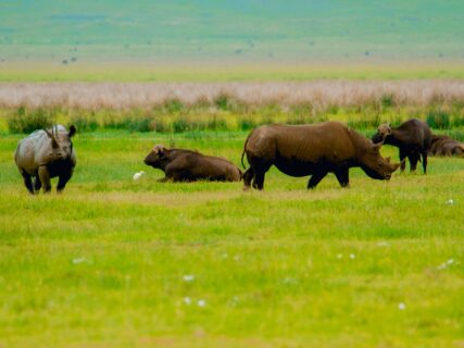 Ngorongoro crater|Baest Royal adventures.