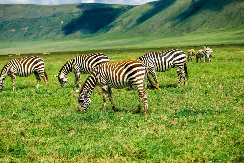 Ngorongoro Crater|Baest Royal Adventures