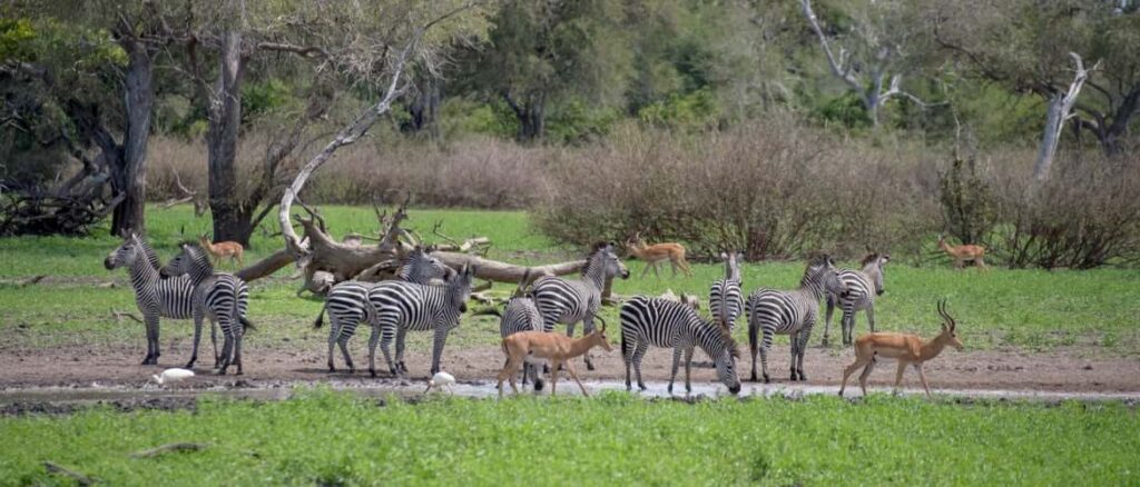 Mwalimu Nyerere National park|Selous Game Reserve|Baest Royal Adventures