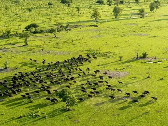 Mwalimu Nyerere National park|Selous Game Reserve|Baest Royal Adventures