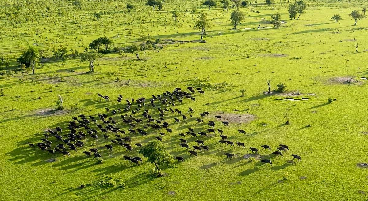 Mwalimu Nyerere National park|Selous Game Reserve|Baest Royal Adventures