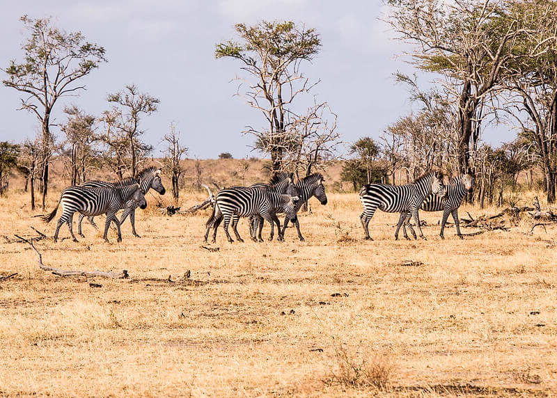 Mwalimu Nyerere National park|Selous Game Reserve|Baest Royal Adventures