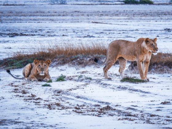 Saadani National Park|Beach meets forrest wildlife|Baest Royal Adventure