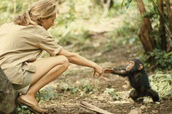 Jane Goodal|Chimp Study|Gombe Stream National Park|Baest Royal Adventures