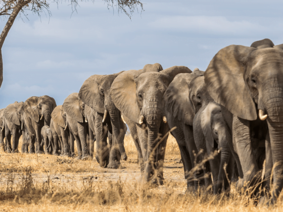 Tarangire National Park|Tanzania Safaris|Baest Royal Adventures