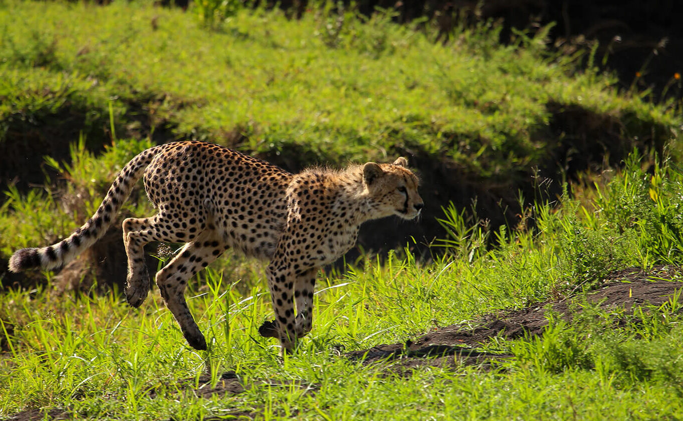 Tanzania|Safari|Arusha|Baest|Car Rentals|Baest ROyal Adventures