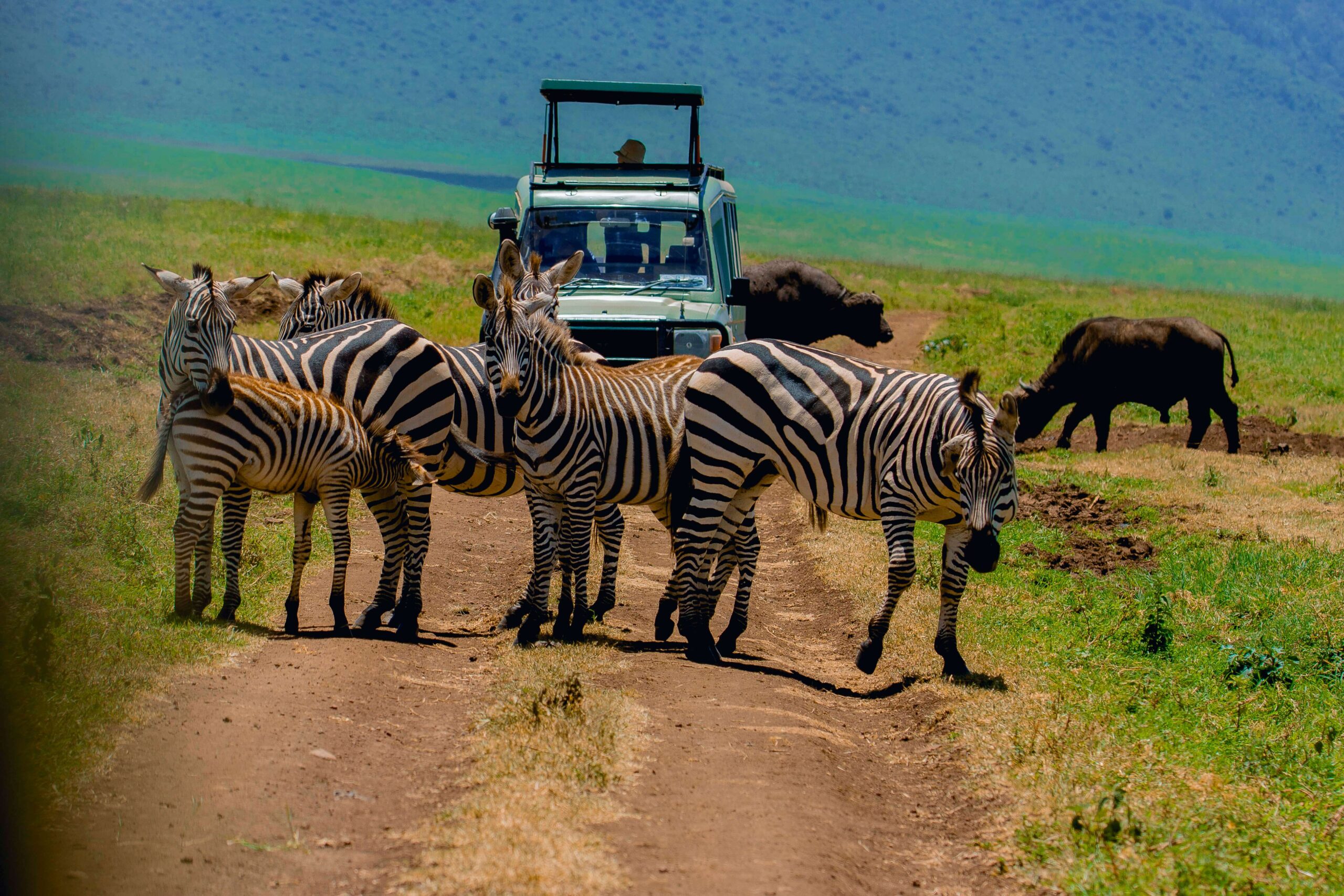 Ngorongoro Crater|Baest Royal Adventures|Tanzania Safaris