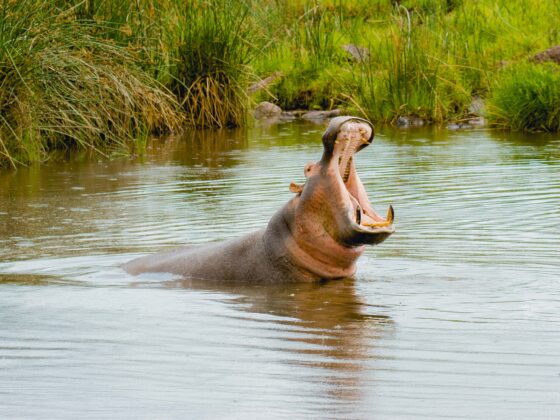 Selous game reserve|Nyerere National Park|Baest Royal Adventures