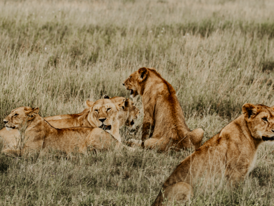 Mikumi|Ruaha|Selous Game Reserve|Nyerere National Park| Baest Royal