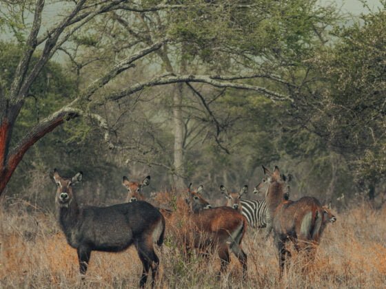 Ruaha National Park with Baest Royal Adventures