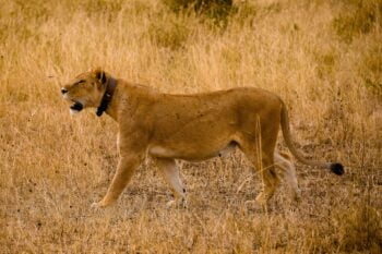 Lion|big 5|Serengeti National park|Baest Royal Adventures