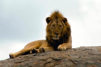 Lion|Big 5|Serengeti National Park|vilima saba|Baest Royal Adventures|Car Rentals